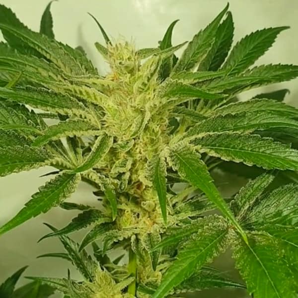 Supreme Nectar > Zmoothiez | Feminisierte Hanfsamen  |  Indica